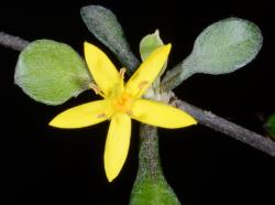 Image: P.B. Heenan © Landcare Research 2014 